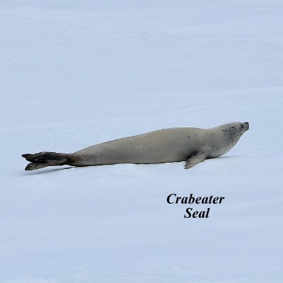 Crabeater Seal